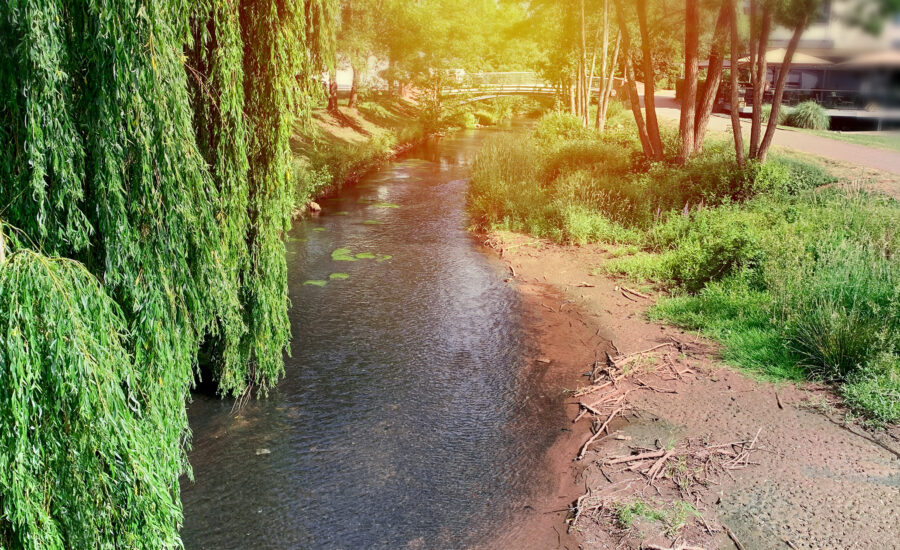 Bach mit florierendem Ufer